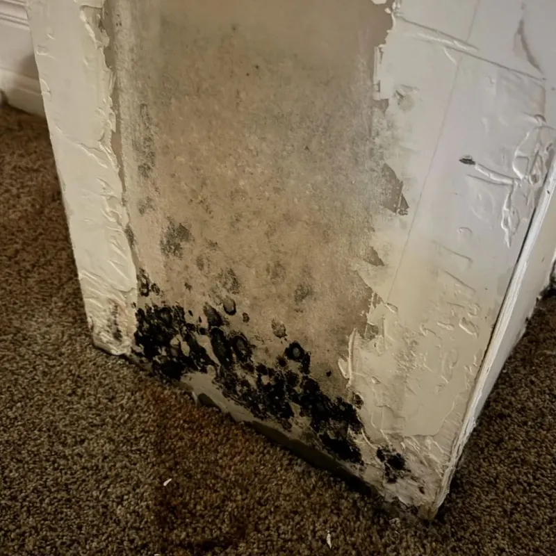 Professional Mold Removal in Cook County, IL